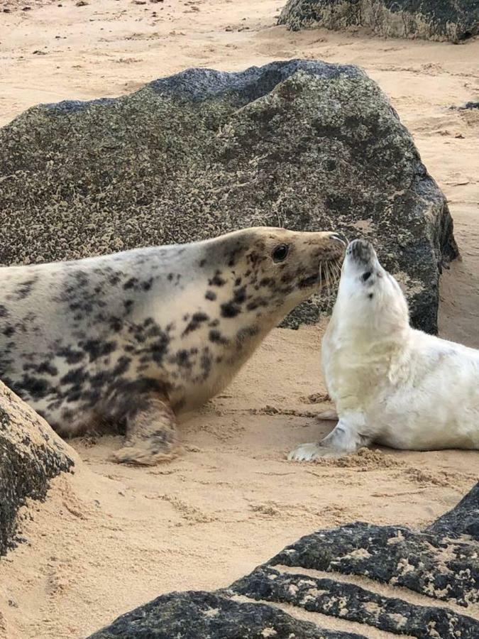 The Pollywiggle, Waxham, Nr Sea Palling Dog Friendly, Private Walk To The Beach Норвіч Екстер'єр фото